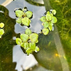 選べるミックスメダカセット、ラムズホーン、エビ、水草の画像