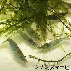 選べるミックスメダカセット、ラムズホーン、エビ、水草の画像