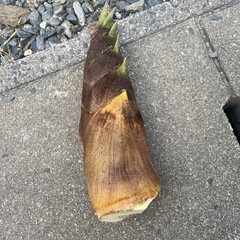 たけのこ 掘りたて