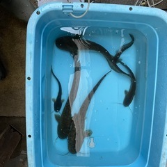 🐟小さめナマズ君１５cm±〜デカデカナマズ君５０cmオーバーまで...