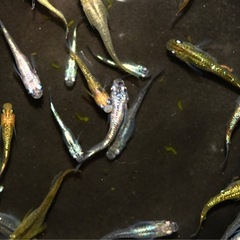 高級メダカ1匹200円の画像