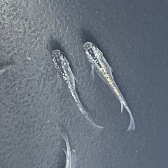メダカ　サファイアめだか①  10匹　若魚