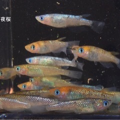 終了⭐️3種のラメメダカ⭐️  60匹　　各20匹