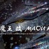 ランキングキーワードに紐づく投稿画像-メダカ
