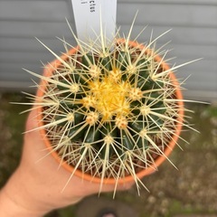 【20%off 4/28】【人気品種】金鯱　サボテン　多肉植物　観葉植物　レアプランツ　ビザールプランツの画像