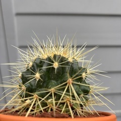 【20%off 4/28】【人気品種】金鯱　サボテン　多肉植物　観葉植物　レアプランツ　ビザールプランツの画像