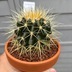 ランキングキーワードに紐づく投稿画像-観葉植物
