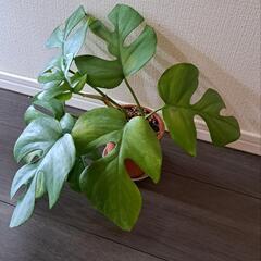 🌿ヒメモンステラ⑭🌿の画像