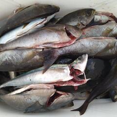 磯釣り　夜釣り渡船　伊豆 − 静岡県