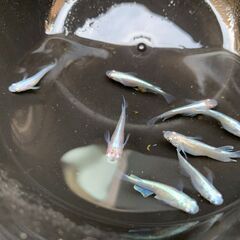 幹之めだか 抱卵中 メス3匹＋オス5匹 （写真が現物です）