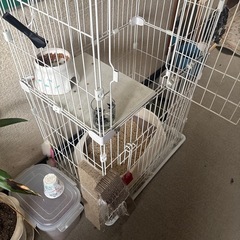 キャットタワーなど猫ちゃんグッズの画像