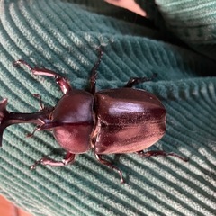 国産カブトムシ