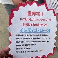 黒トマト　 インディゴ　ローズ種子の画像