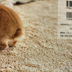 🐰うさぎの写真集🐰の画像