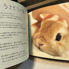 🐰うさぎの写真集🐰の画像