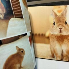 🐰うさぎの写真集🐰の画像