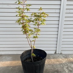もみじ　樹高約80㎝　4/27更新　庭木　植木　落葉