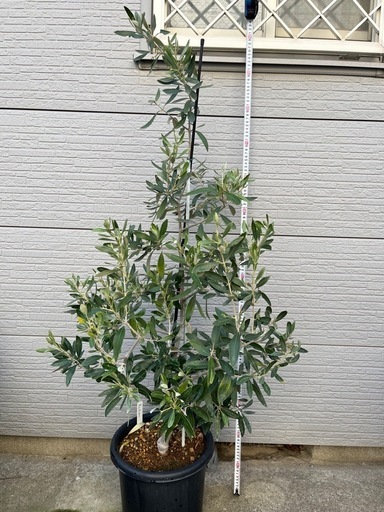 オリーブ　カラマタ　希少品種