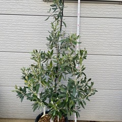 オリーブ カラマタ 希少品種