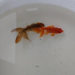 金魚の画像