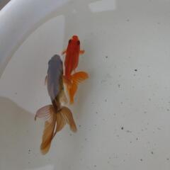金魚の画像
