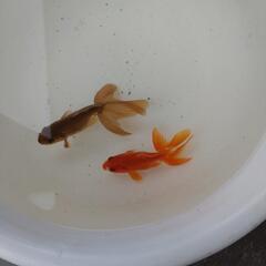 金魚