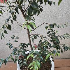 シジギウム リーベリー　コニファー　植栽　植木　オーストラリア植物の画像