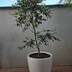ランキングキーワードに紐づく投稿画像-観葉植物