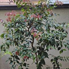 シジギウム リーベリー　コニファー　植栽　植木　オーストラリア植物の画像