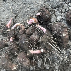 【お話中になりました】植え付け用里芋種芋　　写真の物全て