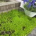 ランキングキーワードに紐づく投稿画像-観葉植物