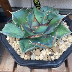 アガベチタノタ黒豹