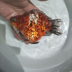 金魚　玉サバ　キャリコ玉サバ　水槽の画像