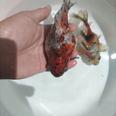 金魚　玉サバ　キャリコ玉サバ　水槽の画像