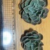 ランキングキーワードに紐づく投稿画像-多肉植物