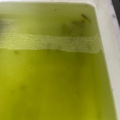 メダカ飼育セットの画像