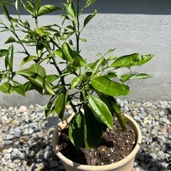 種子から大きくなったミカンの木　植木鉢下から約50センチの画像