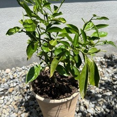 種子から大きくなったミカンの木　植木鉢下から約50センチの画像