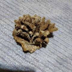 貝殻とサンゴの画像