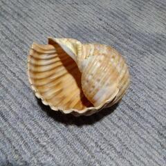 貝殻とサンゴの画像