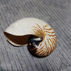 貝殻とサンゴの画像