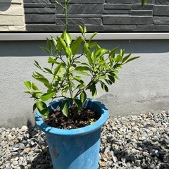 種子から大きくなったミカンの木　植木鉢下から約100センチの画像