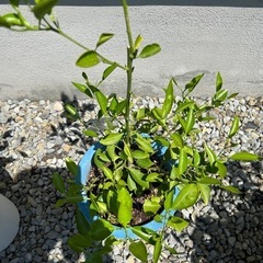 種子から大きくなったミカンの木　植木鉢下から約100センチの画像