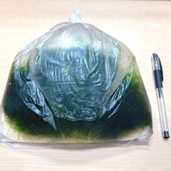 ウィローモス