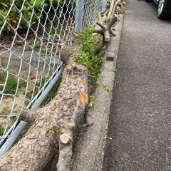 薪木生木　　の画像