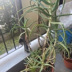 アロエの鉢植え🪴‼️