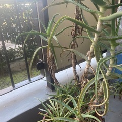 アロエの鉢植え🪴引っ越し期日が迫り値下げ‼️の画像