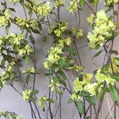 アンキャリー　１７０センチの画像