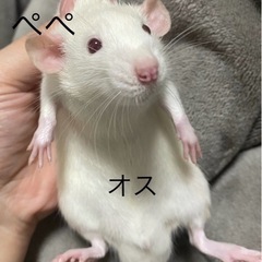 ファンシーラット - 荒尾市