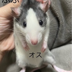 ファンシーラット - 里親募集